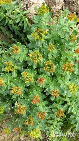 Редкие лекарственные растения