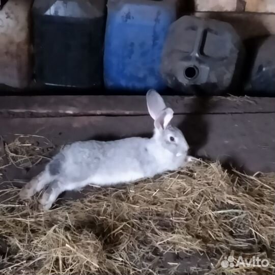 Кролики великаны