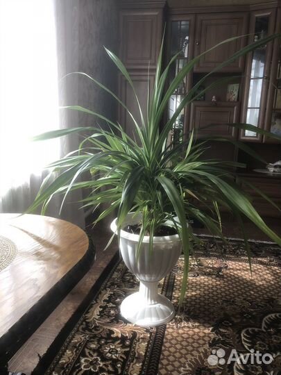 Цветок Панданус