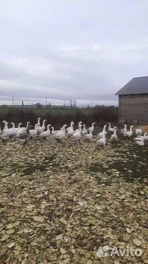 Гуси, индюки