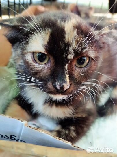 Котенок-девочка ищет дом