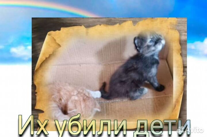 Сонечка с печальной судьбой