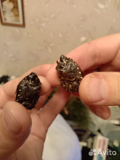 Мускусная черепаха