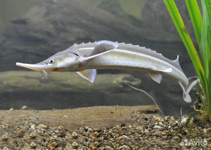 Живая, свежая, свежемороженая рыба