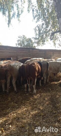 Бычки на доращивание