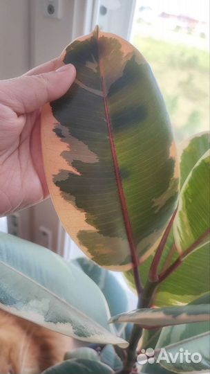 Фикус эластика Тинеке