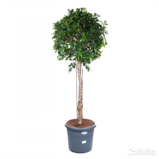 Горшечные растения