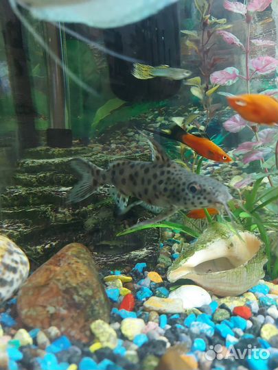 Аквариумные рыбки