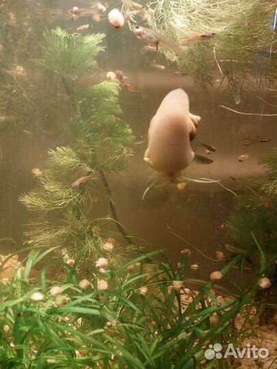 Улитки аквариумные Ампулярии