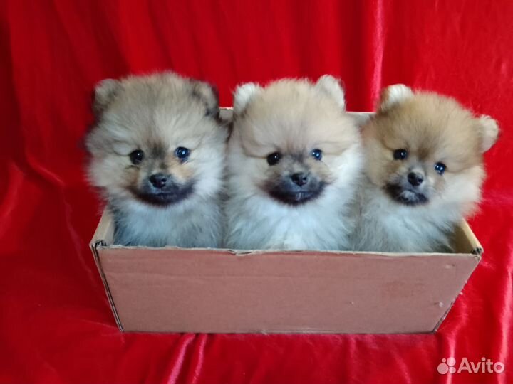 Померанский шпиц