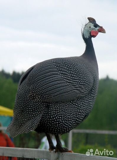 Цесариное инкубационное яйцо