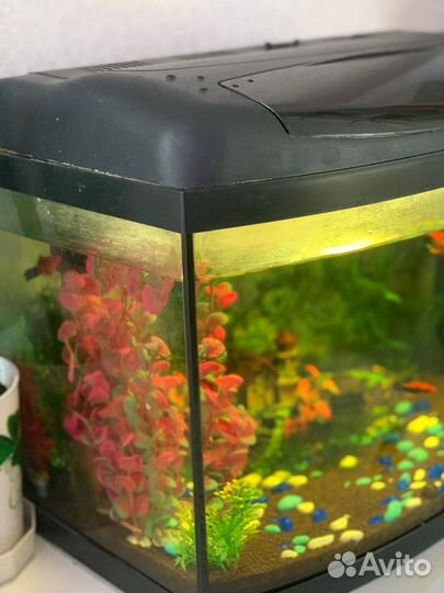 Аквариум