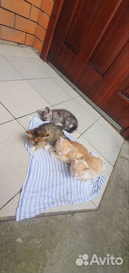 Котята в добрые руки бесплатно