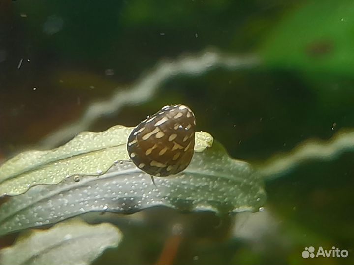 Теодоксусы (Theodoxus fluviatilis) Аквакультура