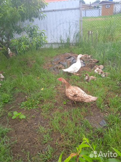 Продам селезня