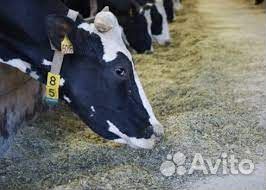 Комбикорм для дойных коров