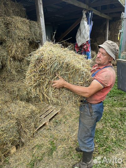 Сено солома в тюках