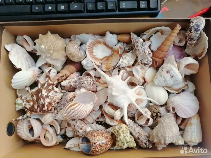 Морские ракушки раковины