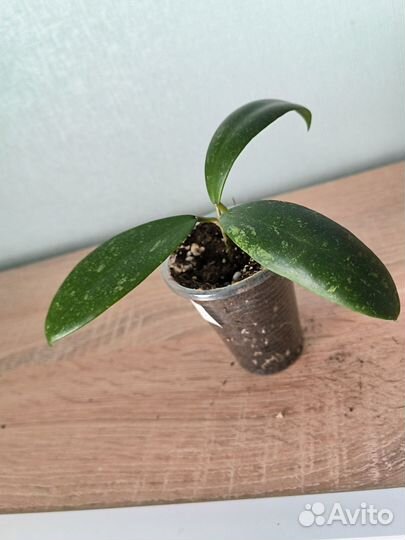 Хойи укорененные