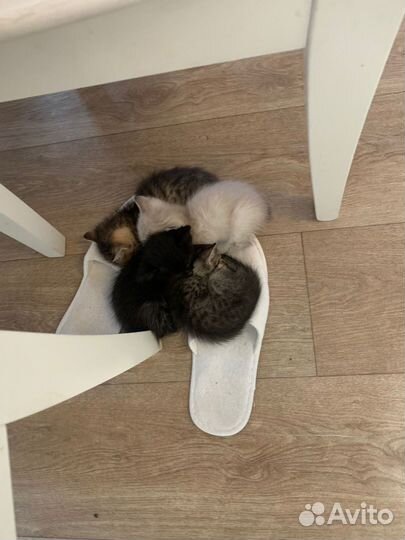 Котята в добрые руки