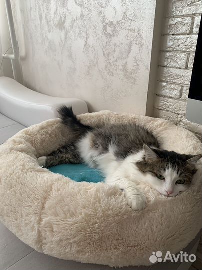 Кошка обыкновенная