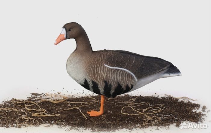 Чучела гусей