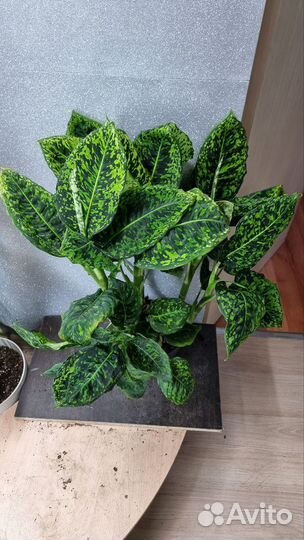 Диффенбахия Рефлектор 17/60