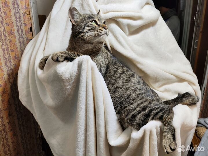 Кошки