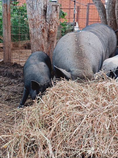 Вьетнамские вислобрюхие поросята