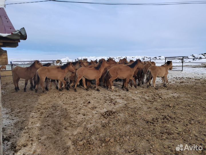 Кобылки 2023 года