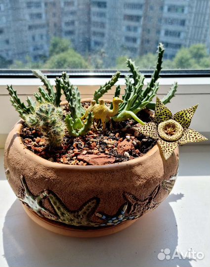 Адениум, Гуэрния, Крассула, Суккулент