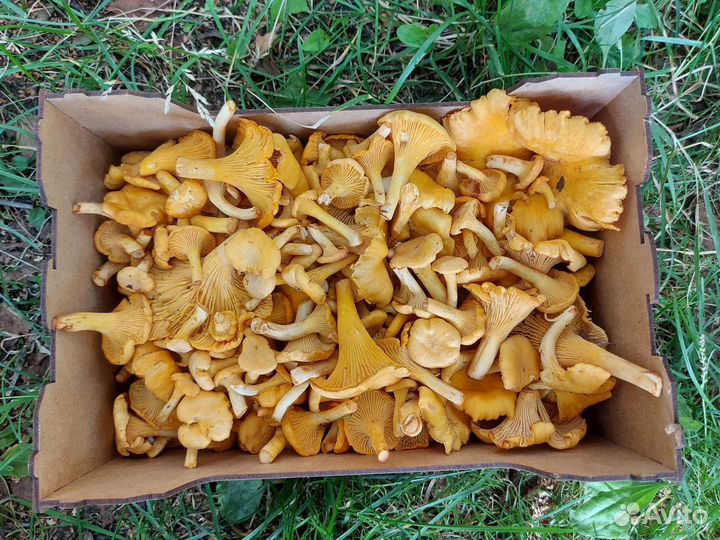 Смородина, крыжовник, лисички, голубика