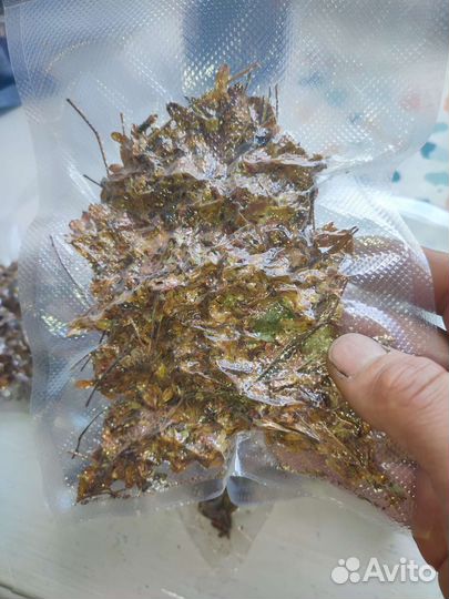 Чашелистики морошки