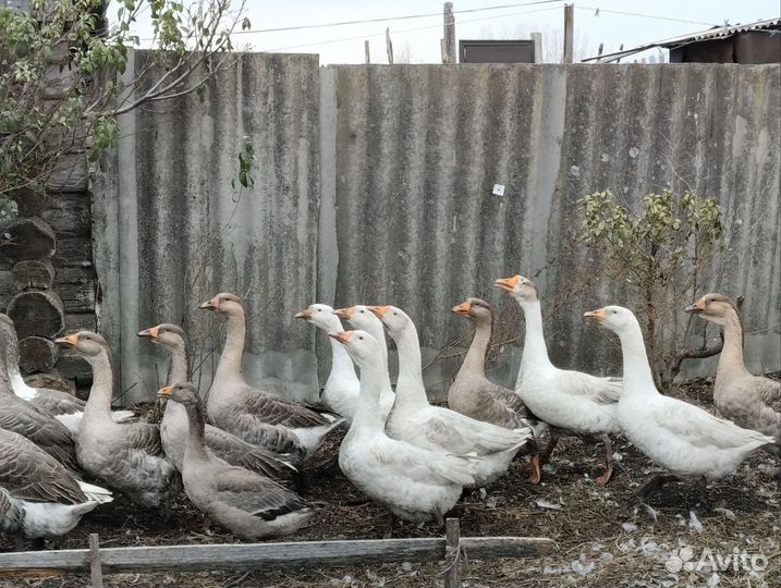 Гусаки, гусынька