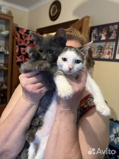 Котята в добрые руки 1 месяц