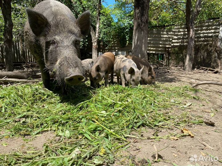 Поросята на мясо