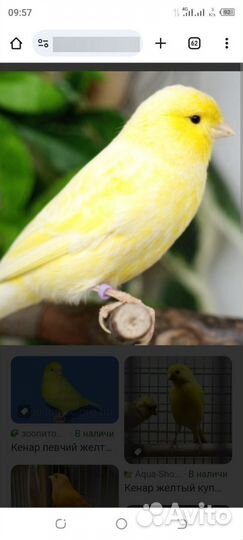 Кенор поющий