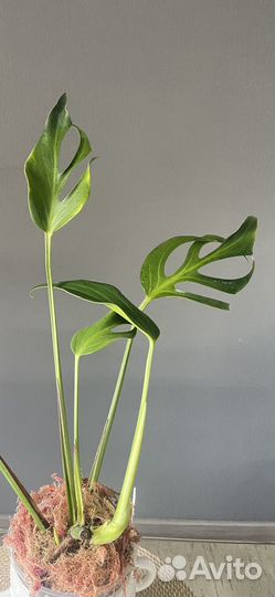 Монстера burle marx flame