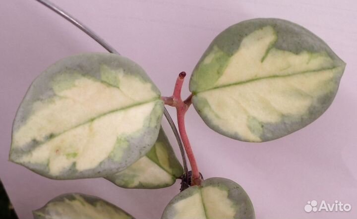 Хойя Аргентия принцесс