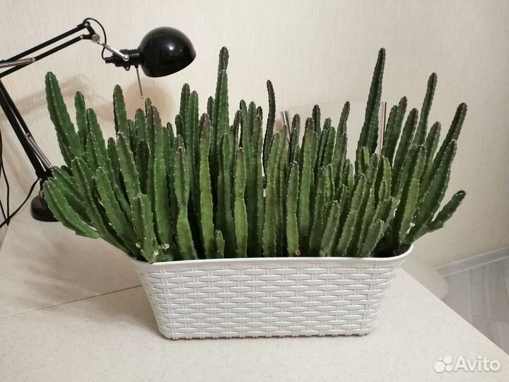 Кактус
