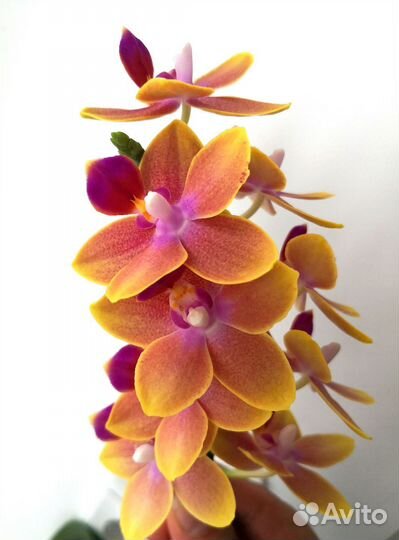 Орхидея ароматная