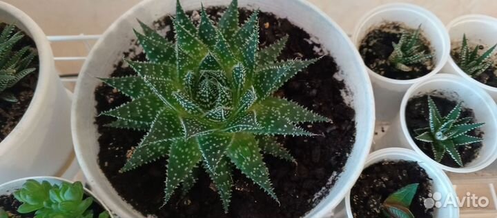 Алоэ остистое