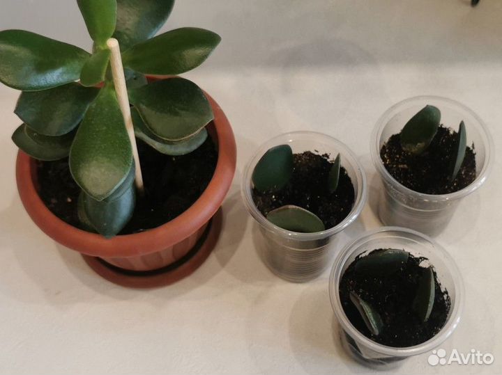 Крассула, эухариус, кротон ростки