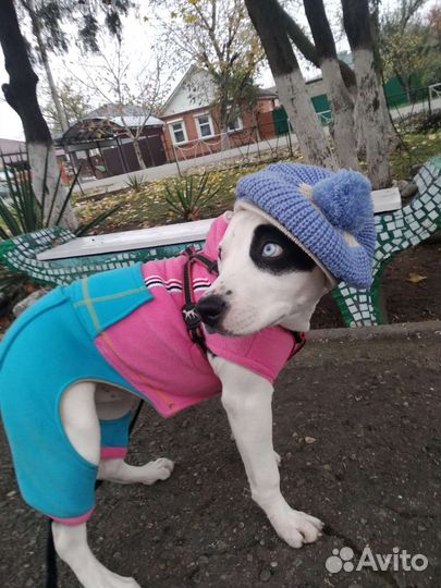 Одежда для животных