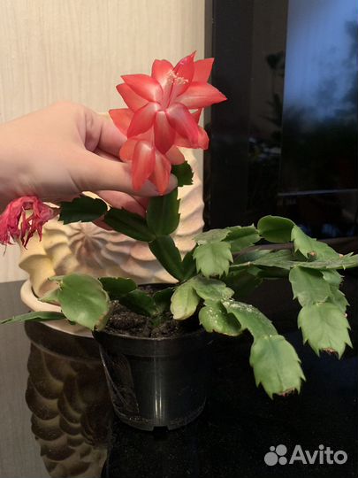 Декабрист шлюмбергера