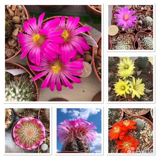 Цветущие кактусы