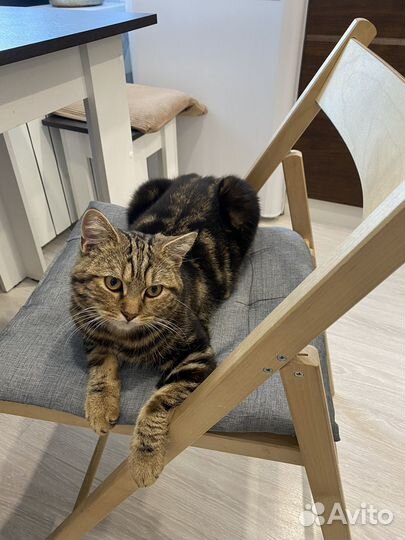 Найден кот