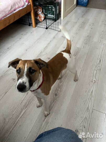 Парсон Рассел терьер