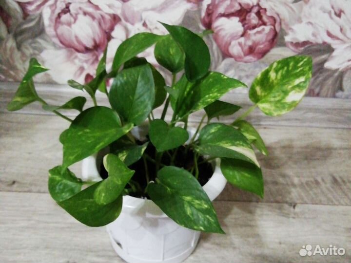 Сциндапсус