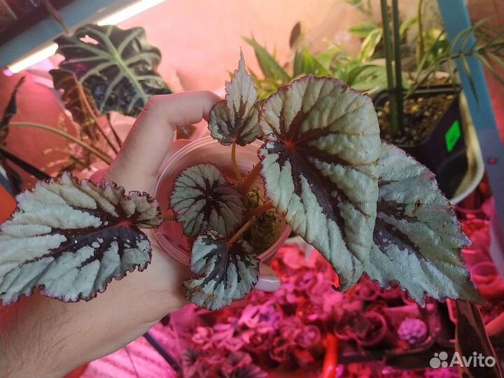 Излишки растений комнатных